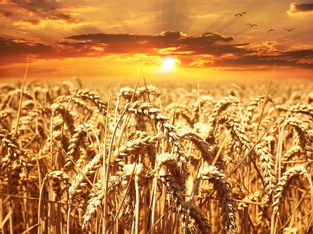 pole pšence