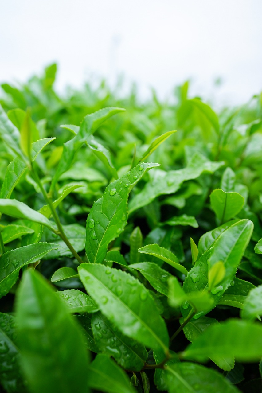 rastlina zeleného čaju